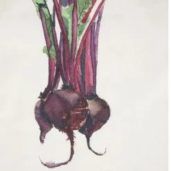 Côté Table Set De 5 Torchons Potager En Coton -HARMONY Shop 30368 DET01 WEB